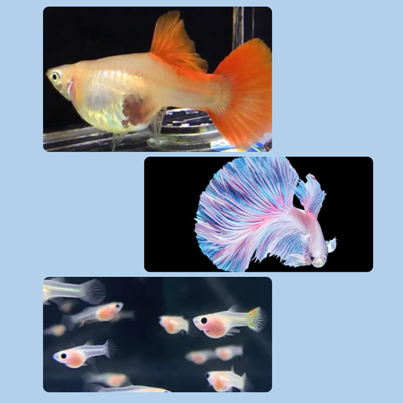 [LA]1Pc Floating Fish Breeding – Aquarium Fish Feeder recenzja i cena