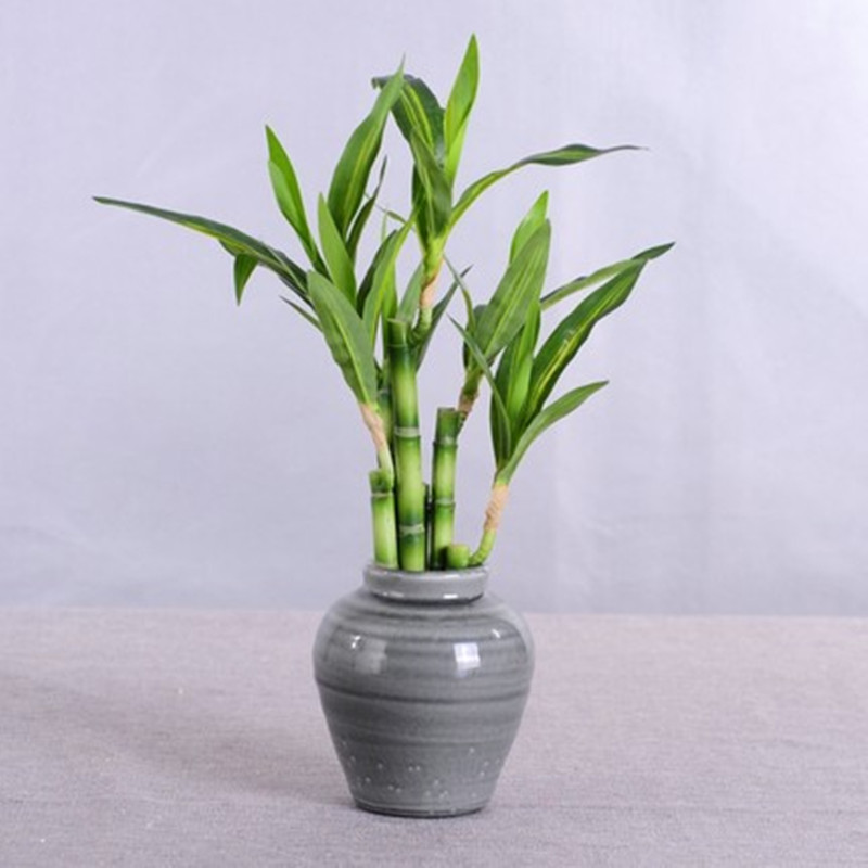 New 40cm rFtificial Lucky Bamb – Aquarium Fish Pot recenzja i cena