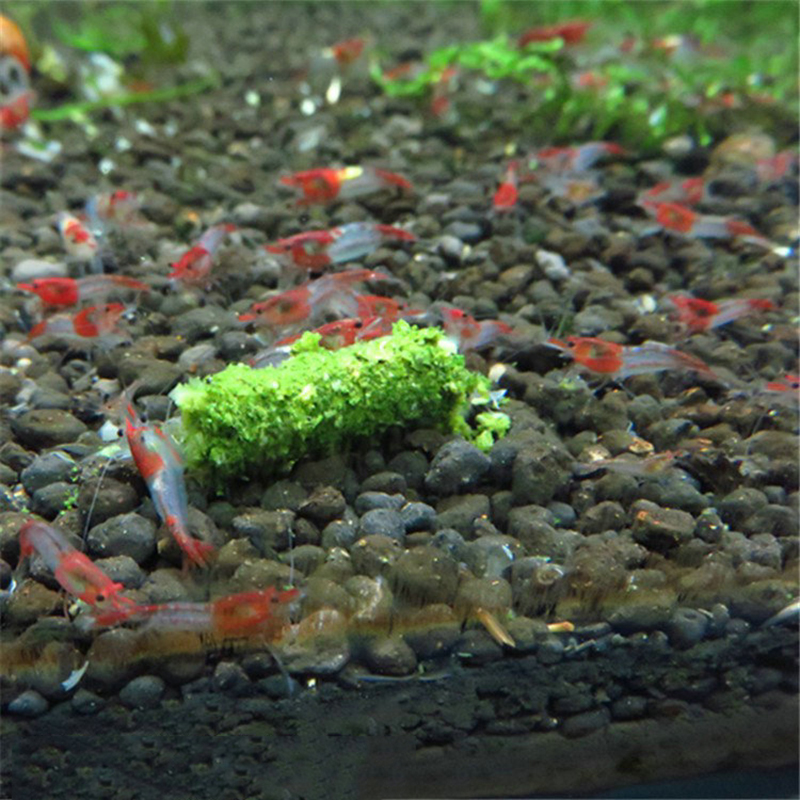New 1 Bag 35g Crystal Red Shri – Aquarium Fish Holiday Food recenzja i cena