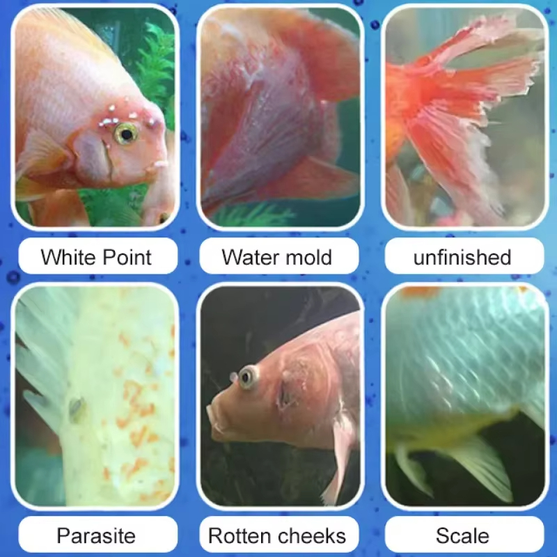 SIKEZHAN Fish Disease Treatmen – Aquarium Fish Diseases recenzja i cena