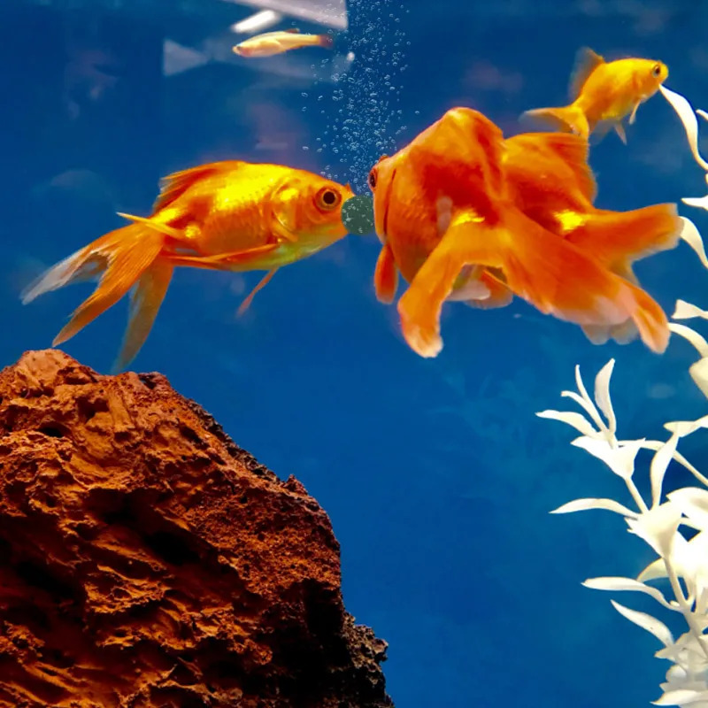 100-500Pcs High Purity Spiruli – Aquarium Fish Holiday Food recenzja i cena