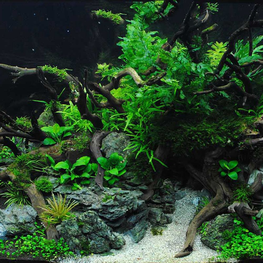 1 Pcs Wood Reptile Fish Tank O – Aquarium Fish Diseases recenzja i cena