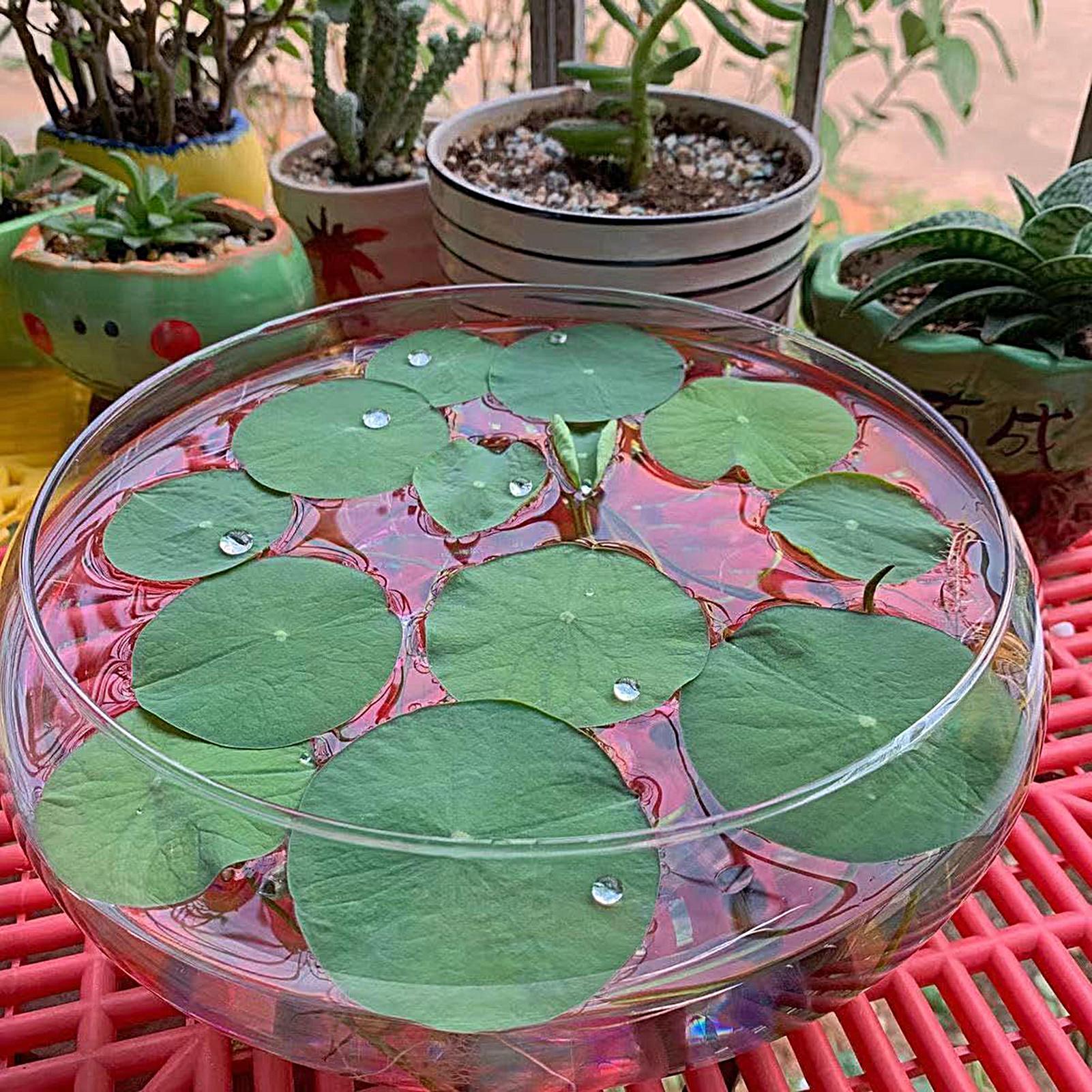 Fish Glass Bowl Glass Large Hy – Aquarium Fish Pot recenzja i cena