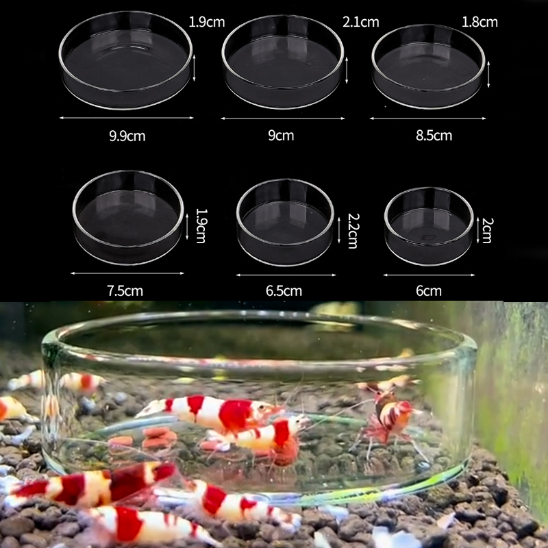 Shrimp Feeding Dish High Trans – Aquarium Fish Feeder recenzja i cena