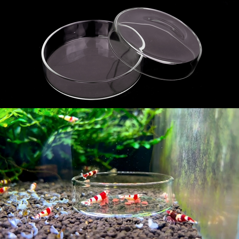 Shrimp Feeding Dish High Trans – Aquarium Fish Feeder recenzja i cena