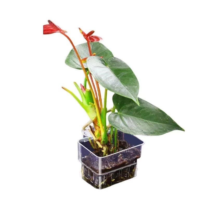 Aquarium Hydroponic Planting B – Aquarium Fish Pot recenzja i cena