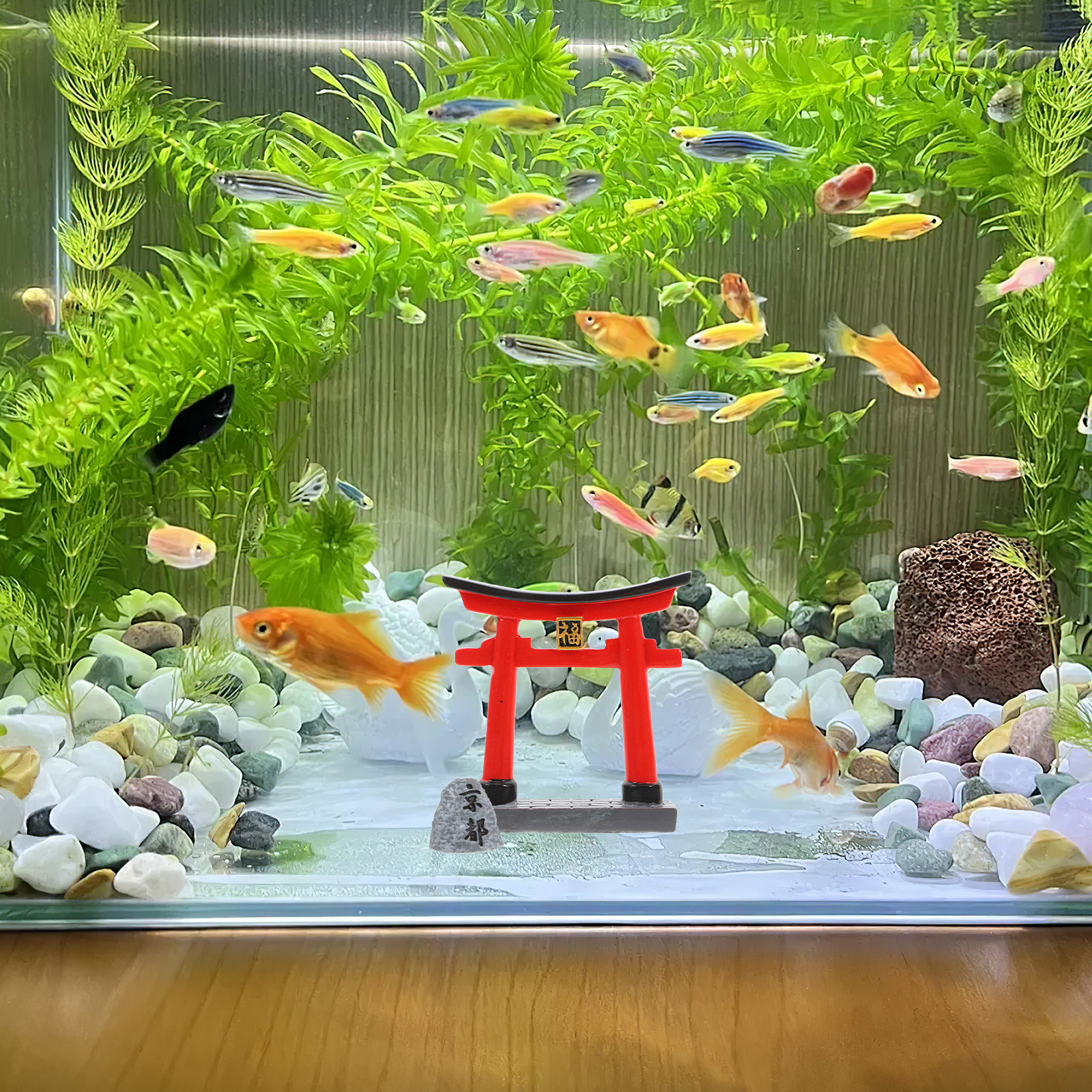 Small Traditional Japanese Tor – Aquarium Fish Japanese recenzja i cena