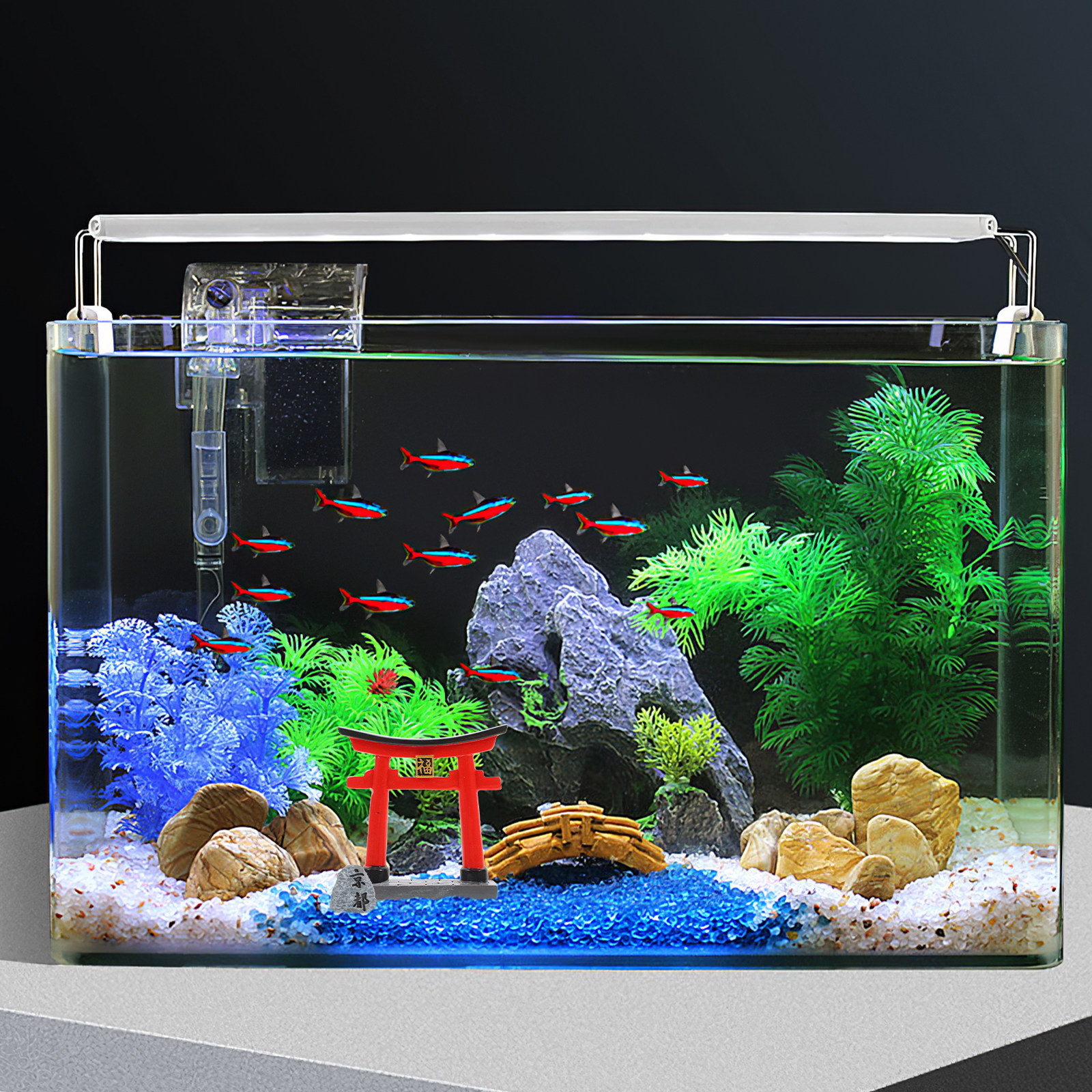 Small Traditional Japanese Tor – Aquarium Fish Japanese recenzja i cena